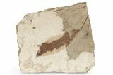 Fossil Leaf (Betula) - McAbee, BC #226141-1